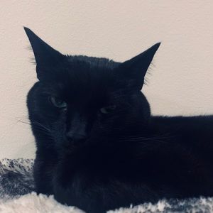 Meet your Posher, Thomas